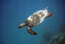 Friendly turtle diving after getting a breath of fresh ai... by Shawn Holm 